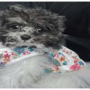 부산강아지분양 유독 이미지