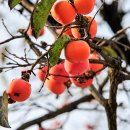 대전외국어번역행정사사무소 이미지