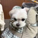 귀여운 말티즈 마티와 누나들의 1박2일 속초여행
