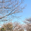 화랑세탁 | [실시간] 2026 안산 벚꽃 명소 화랑유원지 개화 현황(4/2)! 아기랑 태교 나들이(개화시기·주차·매점...