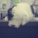 백록동물병원 이미지