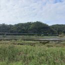 남강오리 이미지