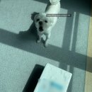 댕꼬미다 이미지