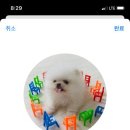 댕집사장 포메라니안 이미지