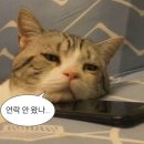 안짱 - 서대문구 통일로39길 32 | 안짱