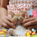 젤리핑크 이미지