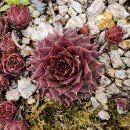 정희네 들꽃이야기 이미지