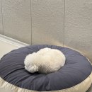 강아지유치원 caredogs 네이버블로그