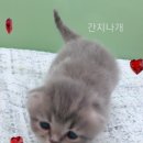 간지나개 이미지