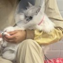 발라당냥 이미지