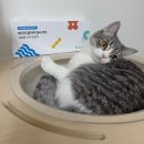 120 | 내돈내산 버디닥 알러지 검사 키트 120종 후기 | 고양이 알러지검사 키트