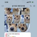 슬기로운 댕댕 유치원 이미지