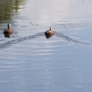 청수호수공원 이미지