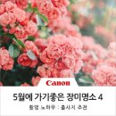 5월에 가기 좋은 장미 명소 BEST 4 (🌹전국 장미축제 소개)