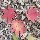 야시골공원 이미지