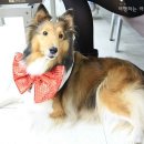 스카이닥터스 이미지