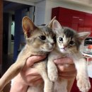 아비퀸캐터리 이미지