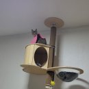 강북 24시 N 동물의료센터 | 넥카라는 지옥이었다...ㅣ수컷 고양이 중성화 수술ㅣ강북24시N동물의료센터 후기