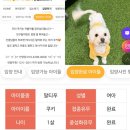 아이조아 요양보호소 서울점 | 🟡🐶말티푸 쿠키🍪 입양 이야기 | 아이조아요양보호소에서 시작된 🥰따뜻한 인연