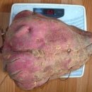 고구마PC 이미지