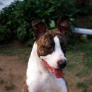 멍멍이가 있는 집 이미지