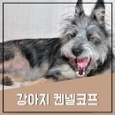 이든코프 이미지