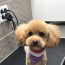 대치수동물병원 이미지