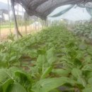 유일한농장 이미지