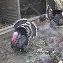 삼구농장 이미지