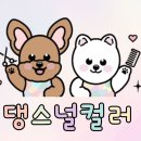 댕스널컬러 이미지