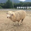 아톰목장 이미지