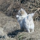 재롱이네 이미지