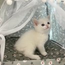 [일원1] 가정 헤어 | 브리티쉬숏헤어가정분양 특별한 공간