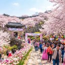 *봄의 서 막을 알리는 사천 선진 리 성 벚꽃 축제 가이드 이미지