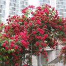 산본고가 삼거리 이미지