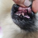 강아지 입안 헐음 구내염일까? 밍키 병원 다녀온 실제 후기 🐶💦
