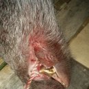 명품돼지 이미지