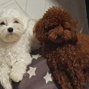 도그 아지트 이미지