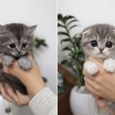 현풍동물병원 이미지