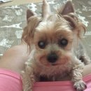 한입주개 이미지