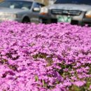 상관초등학교 이미지