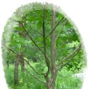 노각 나무 이미지