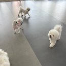 제일 유치원 | 인천 강아지 유치원 꽃피는견생 애견유치원 내돈내산 포토데이 후기
