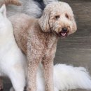 우리퍼피 이미지