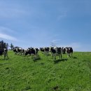 모범축산 이미지