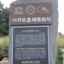 제주 서귀포층 패류화석 산지 이미지