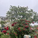 커피숍 해밀 | 정원이 예쁜 달전 커피숍[해밀] 카페 후기