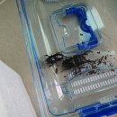 종일사슴 이미지