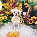 하리스펫 이미지