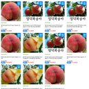 사이소를 통해 영덕지인농원에서 구매한 복숭아 :: 마도카 백도, 오도로끼 경봉, 망고복숭아(백천황도)